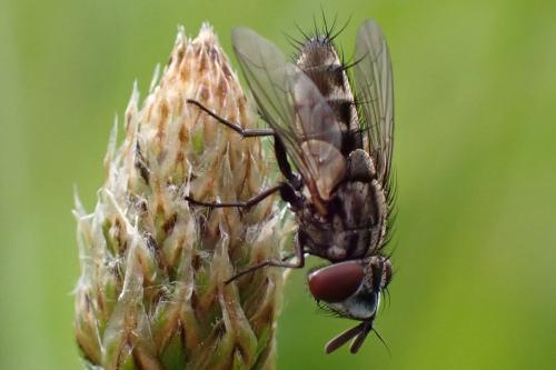 Réf. 343 552 : Metopia argyrocephala